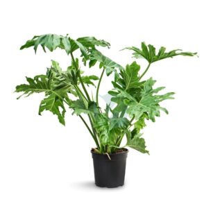 Philodendron selloum