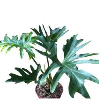 Philodendron selloum