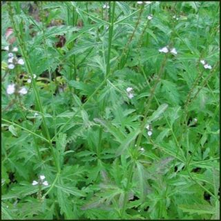 verveine verbena officinalis