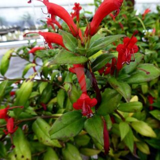 Aeschynanthus – Aeschynanthe