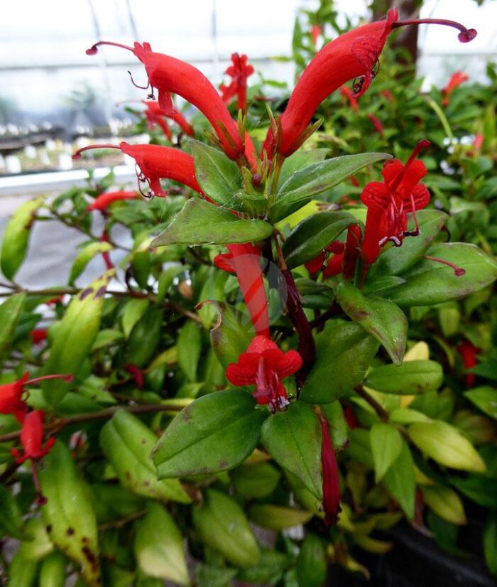 Aeschynanthus - Aeschynanthe