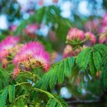 albizia