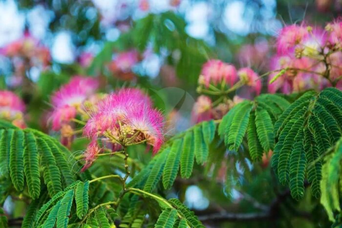 albizia