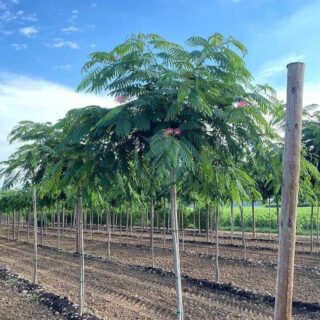 albizia arbre