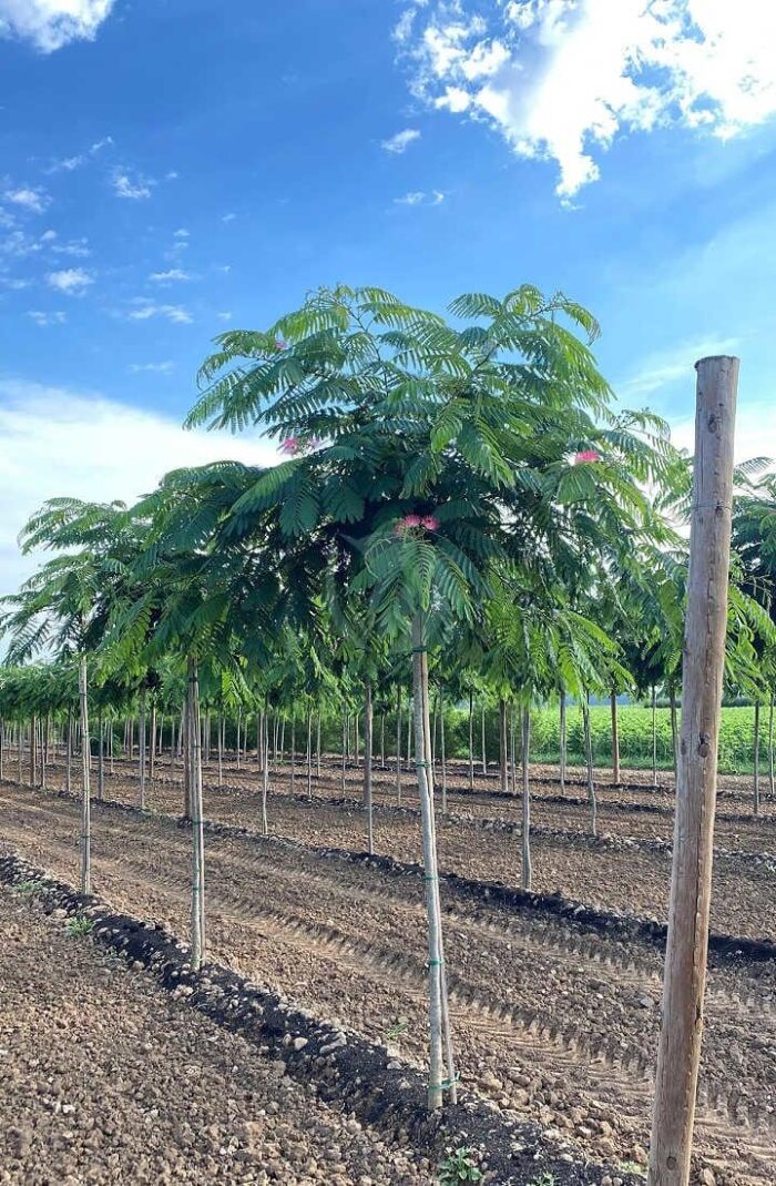 albizia arbre