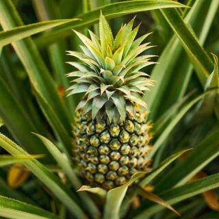 ananas