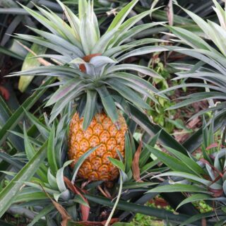 ananas