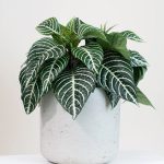 aphelandra plante zebre