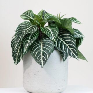 aphelandra plante zebre