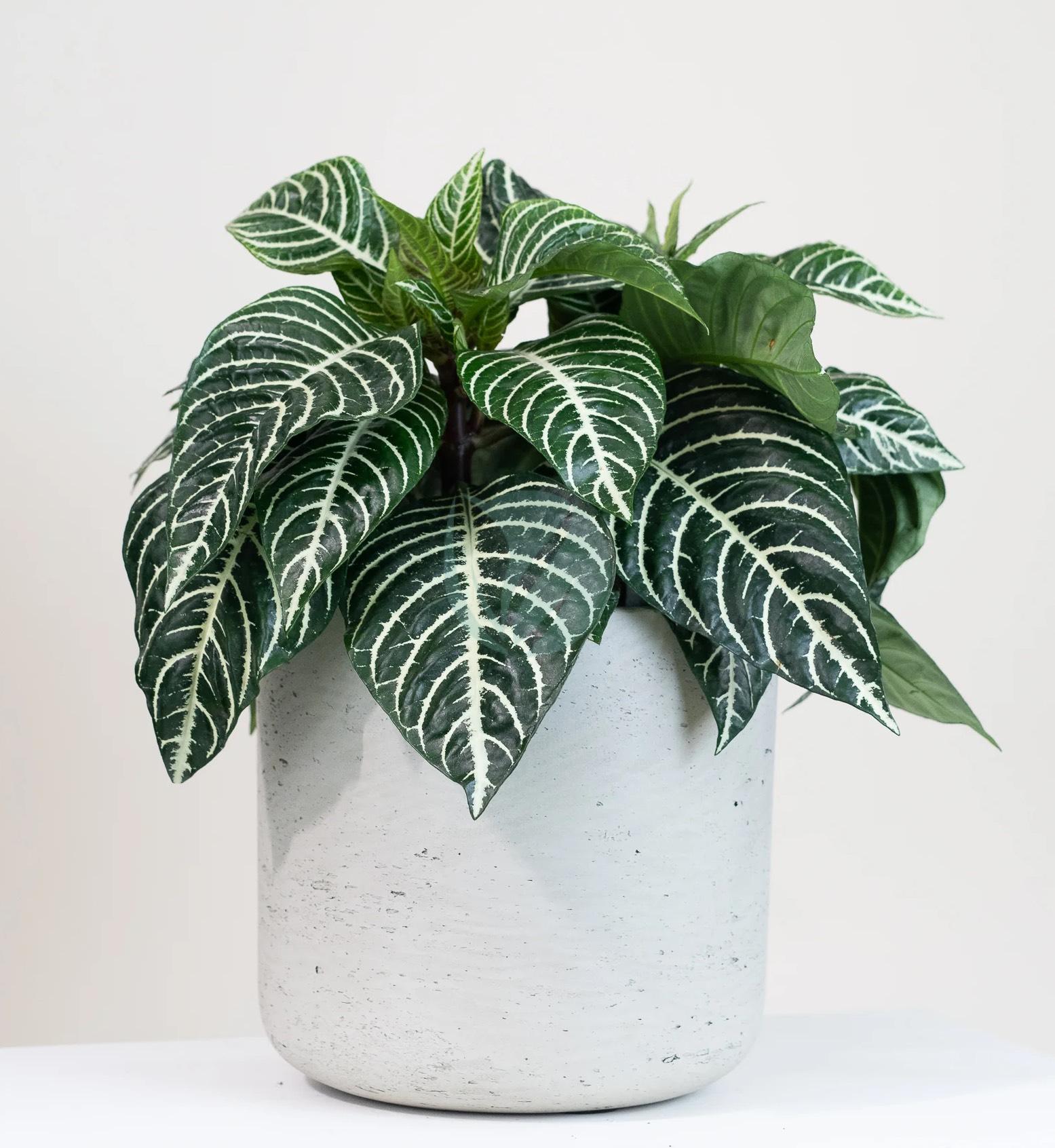 aphelandra plante zebre