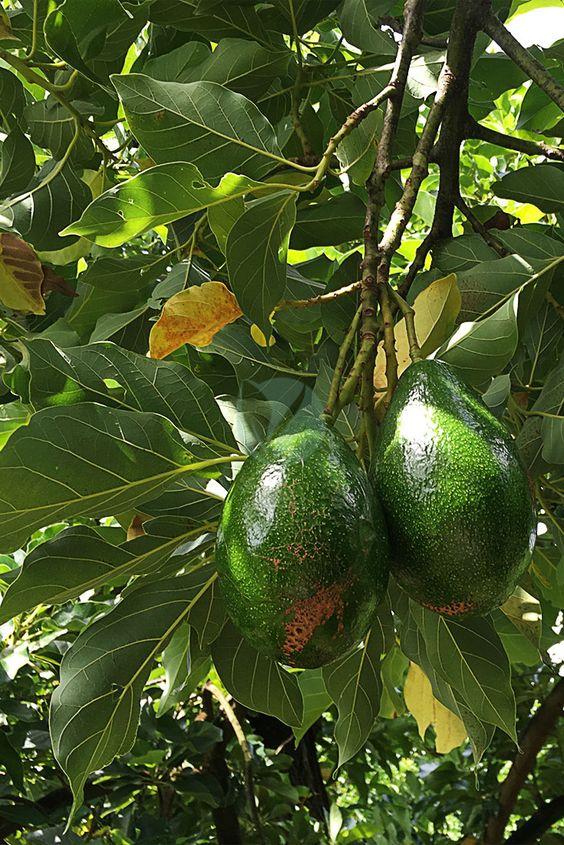 avocatier fuerte