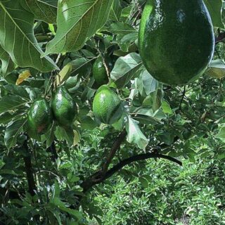 avocatier fuerte