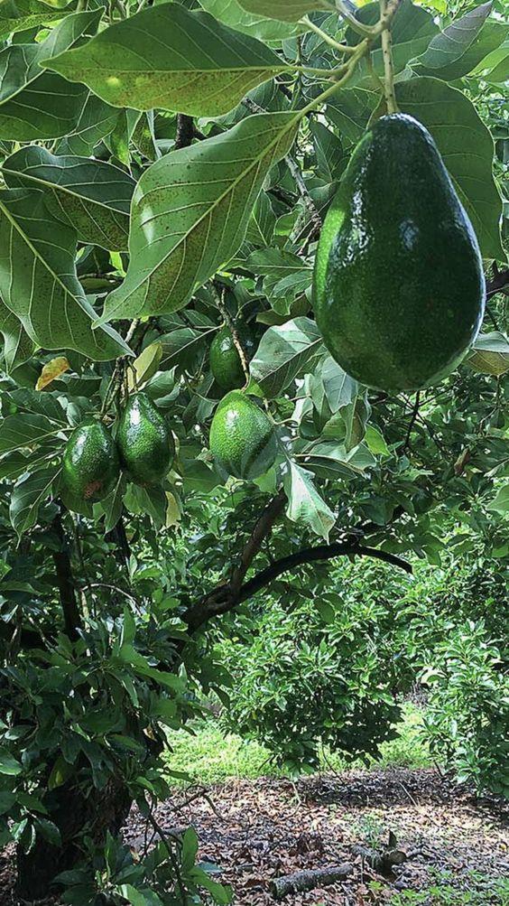 avocatier fuerte