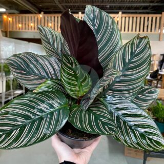 calathea Ornata