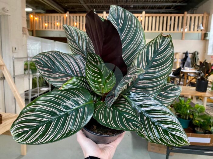 calathea ornata