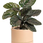 calathea ornata