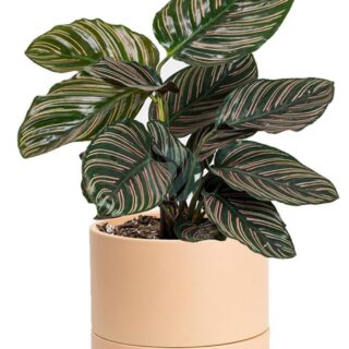 calathea ornata