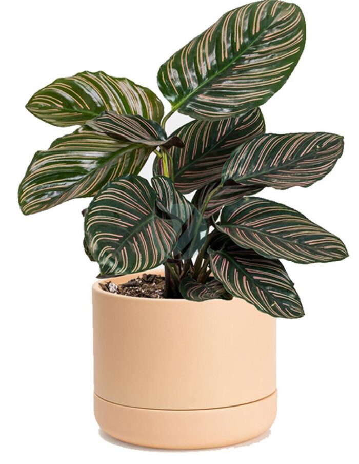 calathea ornata