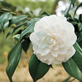 camelia
