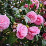Camellia