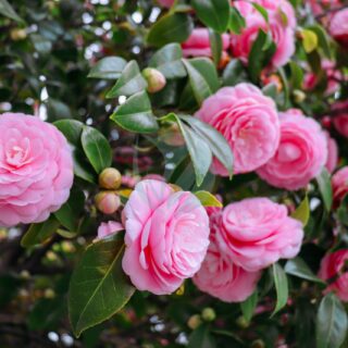 Camellia