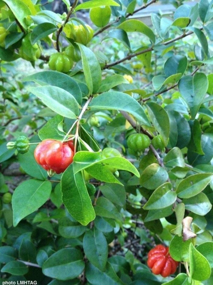 cerisier de cayenne pitanga clorofila