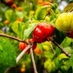 cerisier de cayenne pitanga clorofila