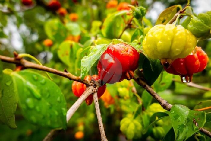 cerisier de cayenne pitanga clorofila