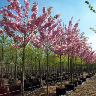 Prunus serrulata – cerisier de chine