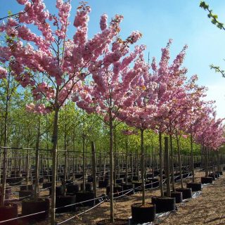 Prunus serrulata – cerisier de chine