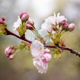 Prunus serrulata – cerisier de chine