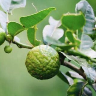 citron combava