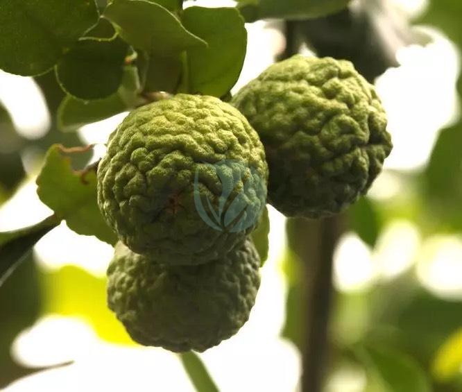 citron combava maroc