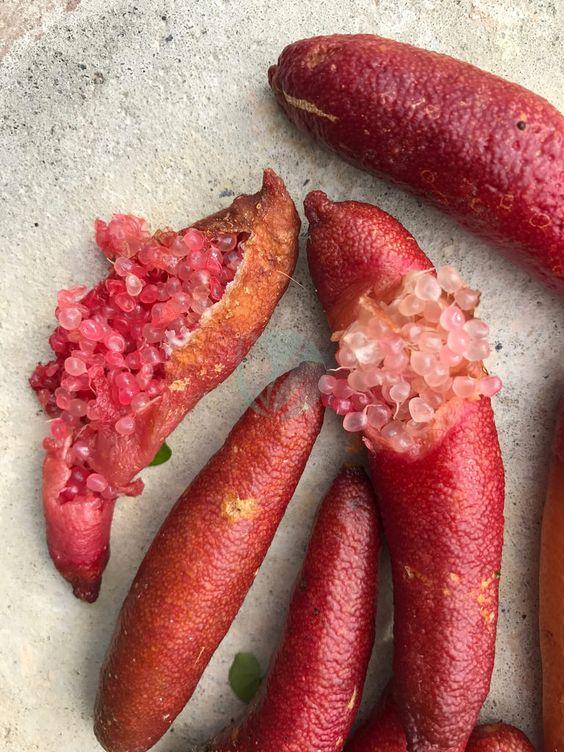 citronnier caviar rouge