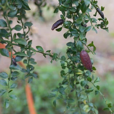 citronnier caviar rouge