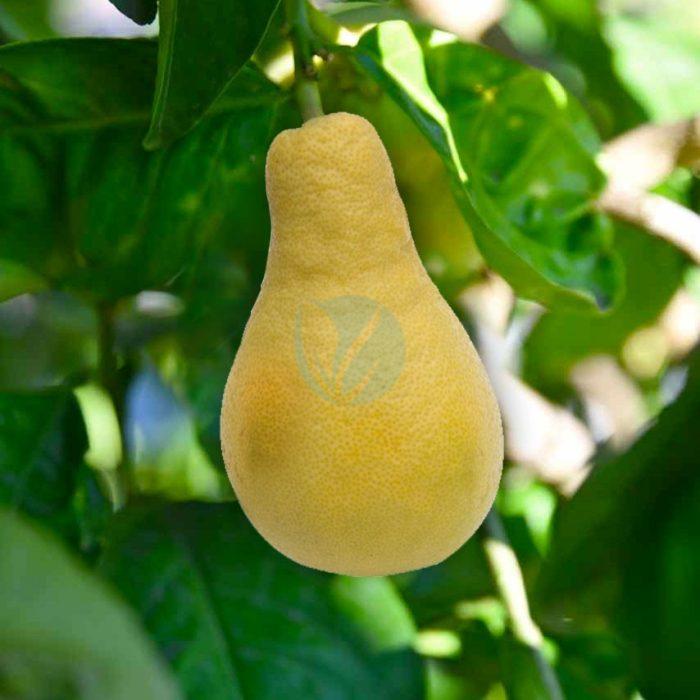 citrus limon pyriformis poire