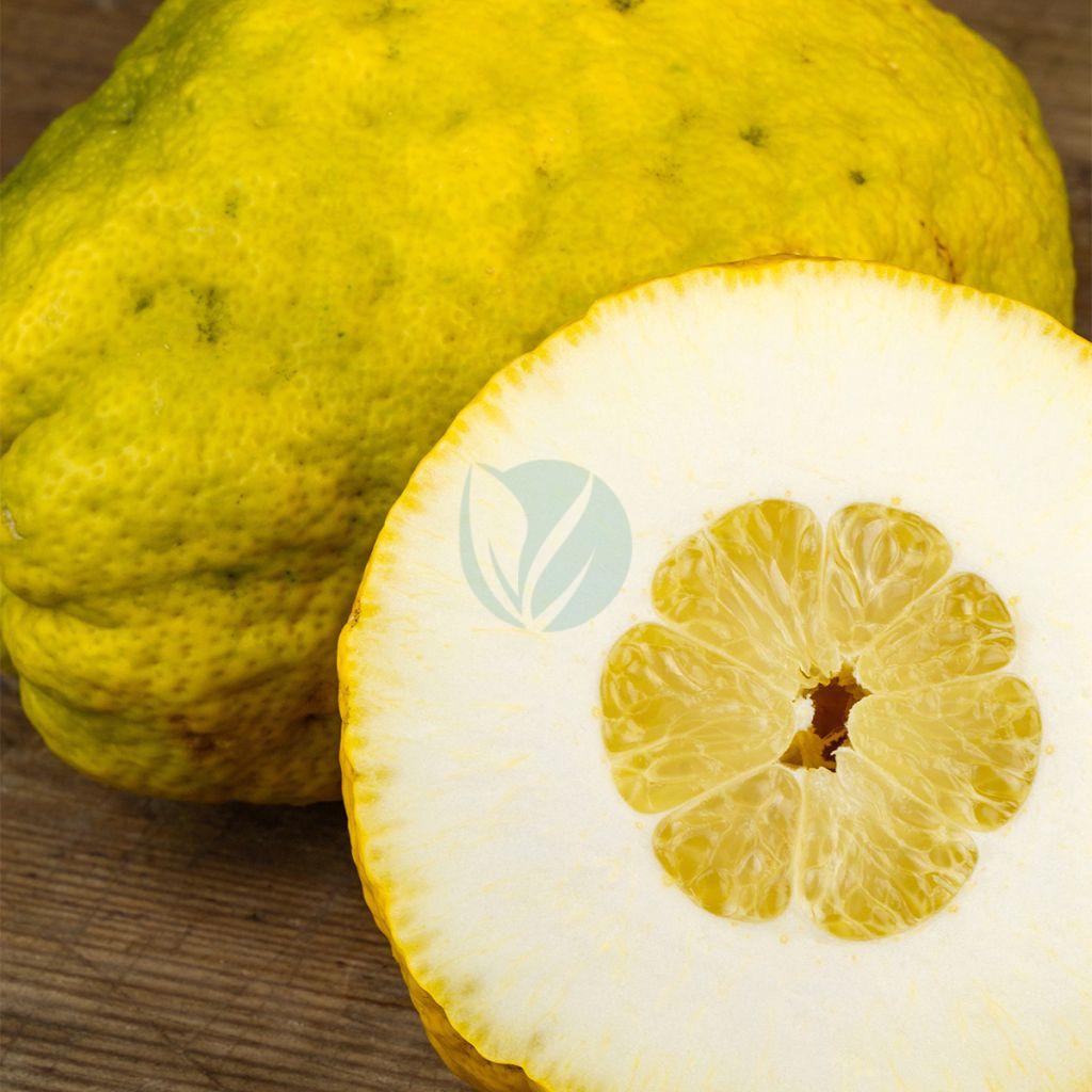 citronnier maxima cédrat