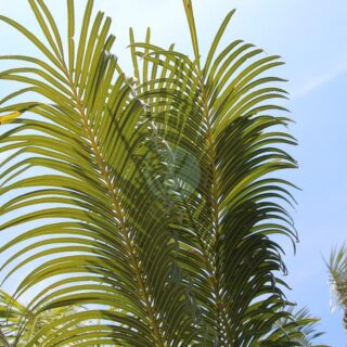 cycas thouarsii