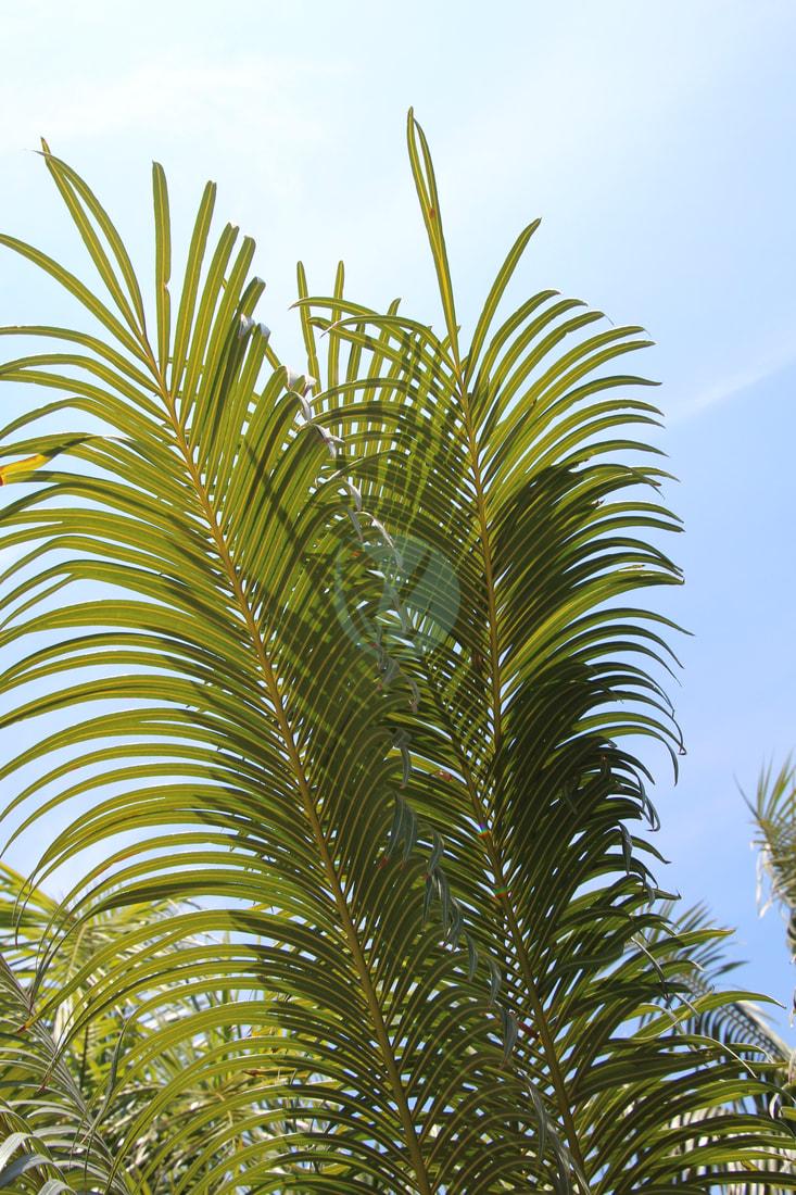 cycas thouarsii