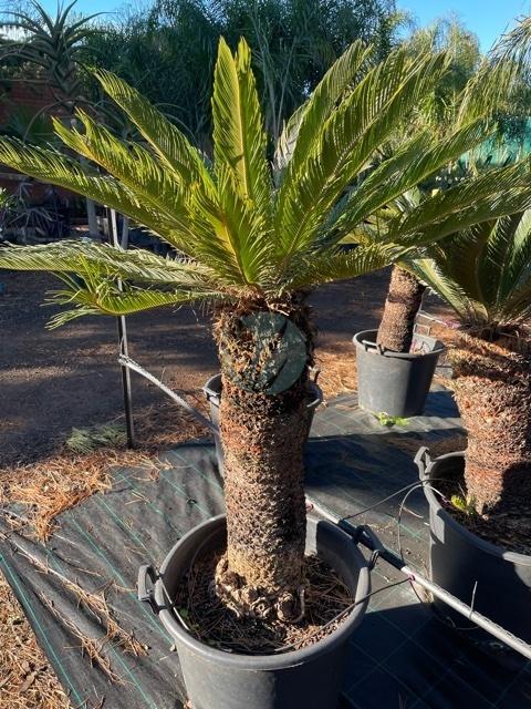 cycas thouarsii