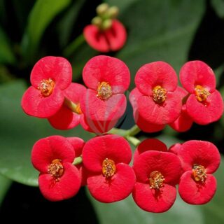 euphorbia milii rouge