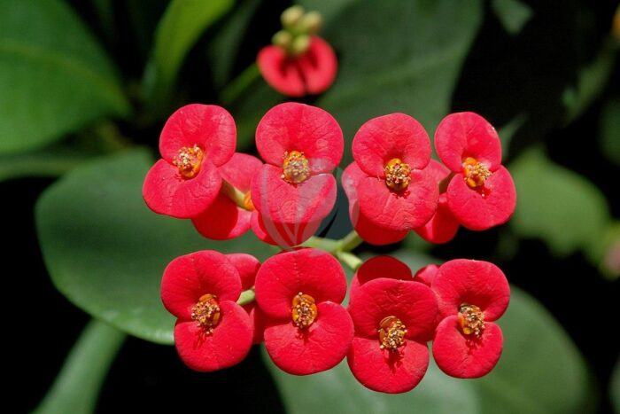 euphorbia milii rouge