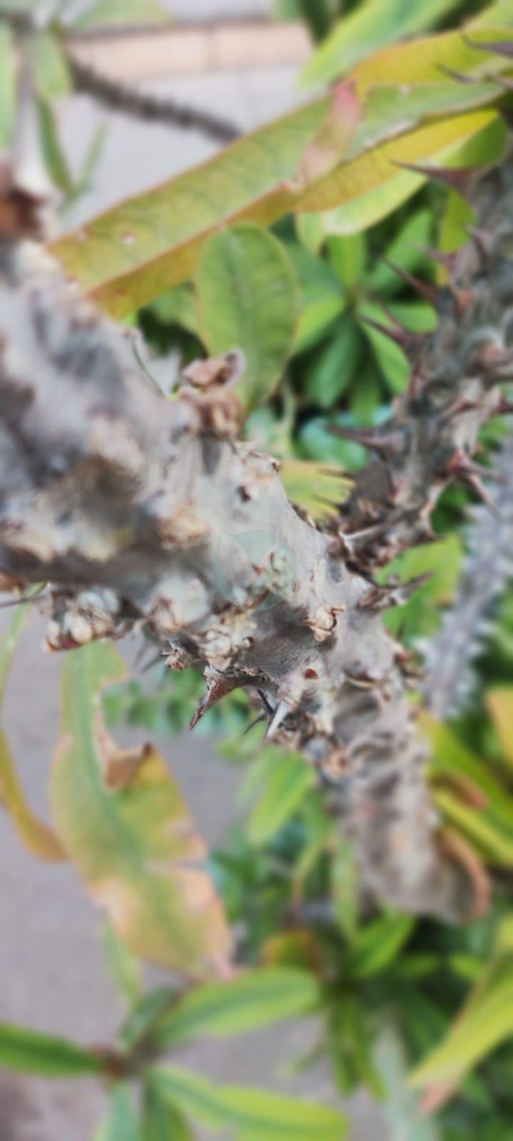 Euphorbia milii (couronne d'épines) – Image 2