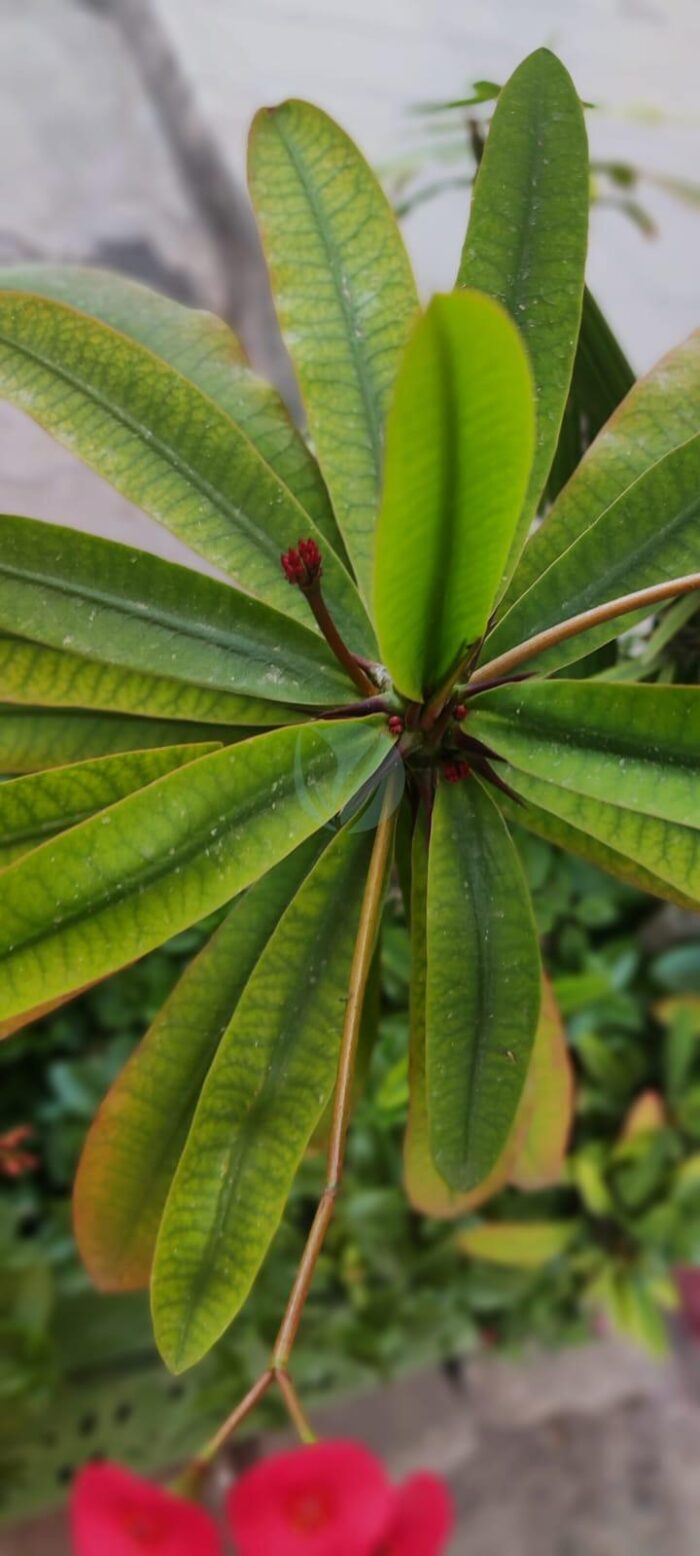 euphorbia rouge