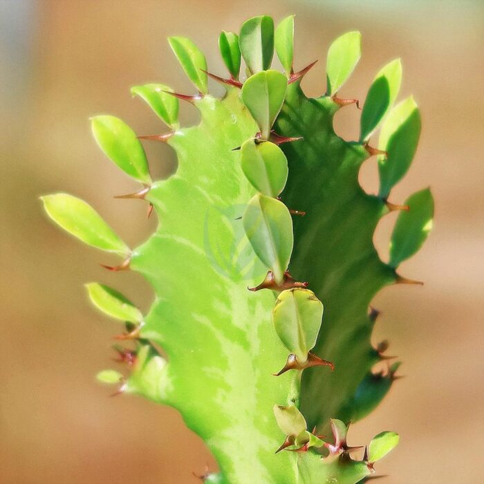 euphorbia trigona