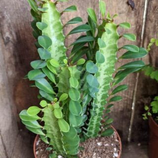 euphorbia triangle