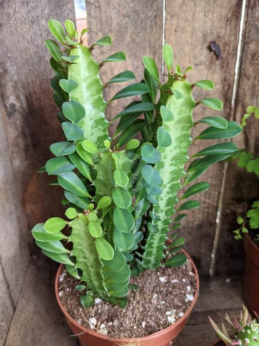 euphorbia triangle