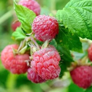 framboisier Rubus idaeus