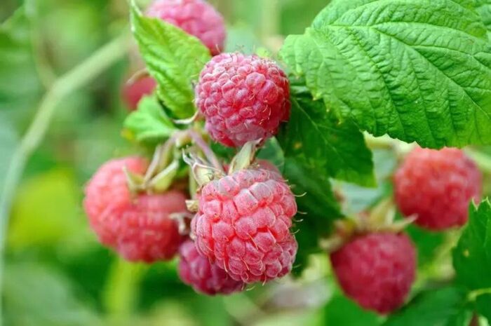 framboisier Rubus idaeus