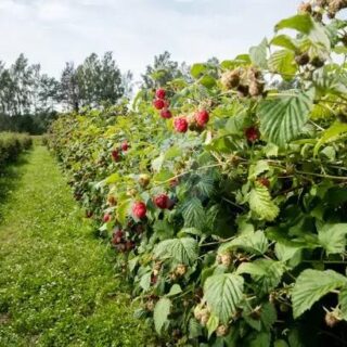 framboisier Rubus idaeus